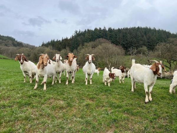 Image 1 of Beautiful boer goats with good quality kids at foot
