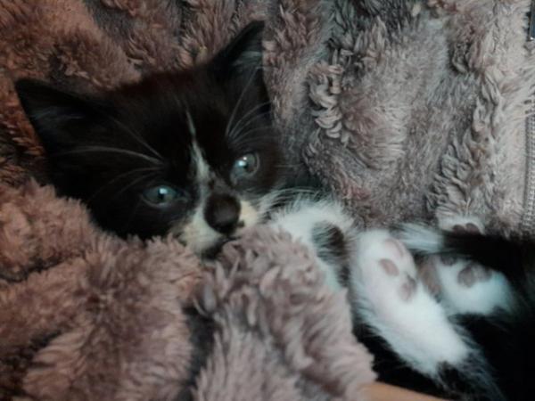Image 1 of Beautiful domestic short haired kittens
