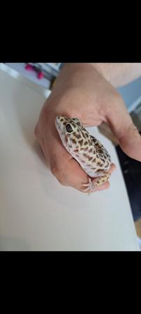 Image 5 of Normal Leopard Gecko (Male)