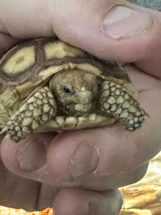 Preview of the first image of Sulcata Tortoise Het Ivory.