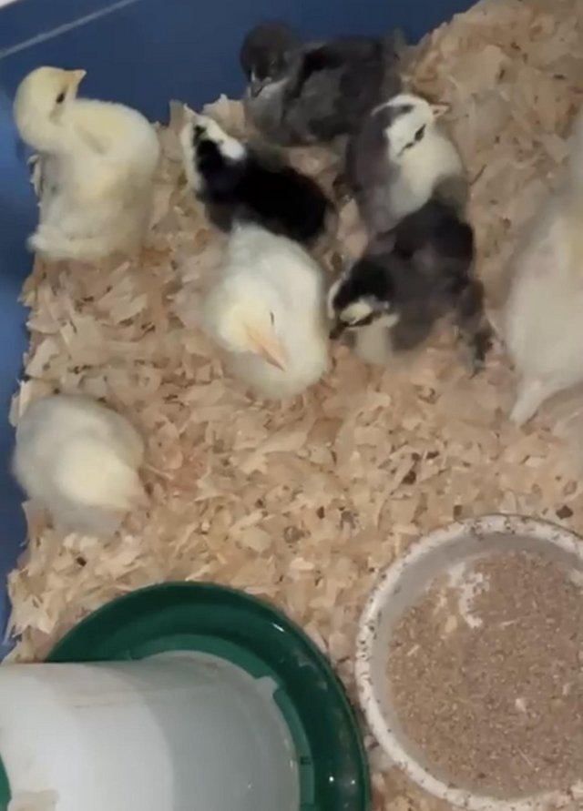 Preview of the first image of Pure Pekin chicks and Pekin x polish.