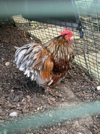 Image 1 of Cochin Bantam Trio Blue Gold Laced IMPORTED LINES