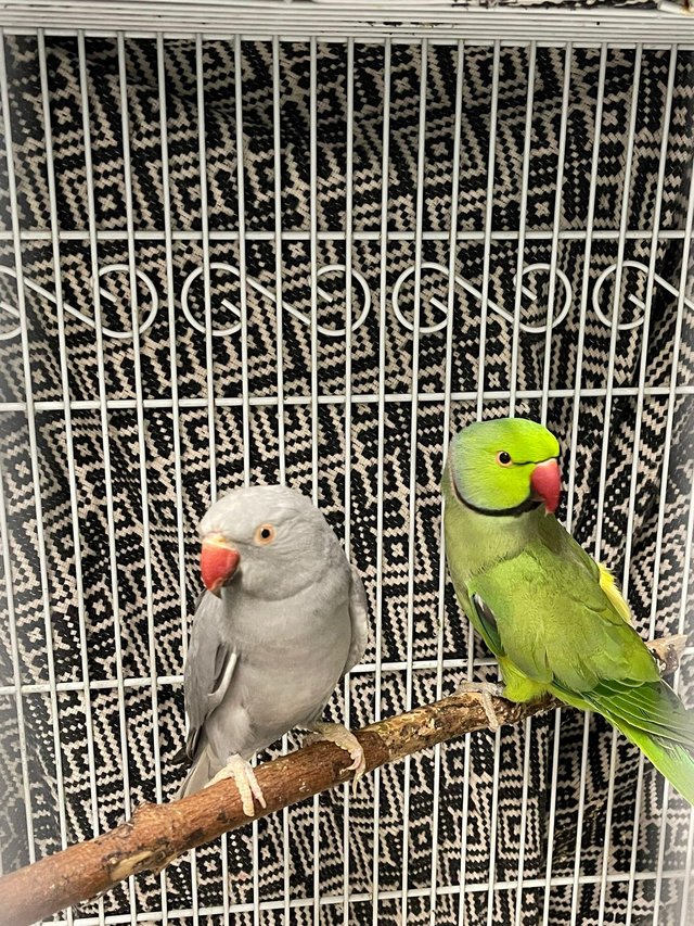 Preview of the first image of Pair of Indian ring neck pair bonded with cage and food.