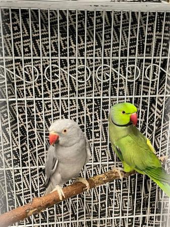 Image 2 of Indian ring neck pair bonded with cage and food