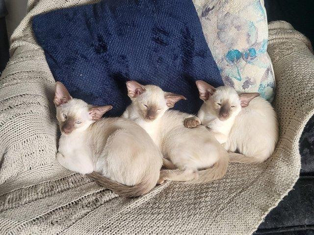 Preview of the first image of GCCF registered chocolate siamese kittens.