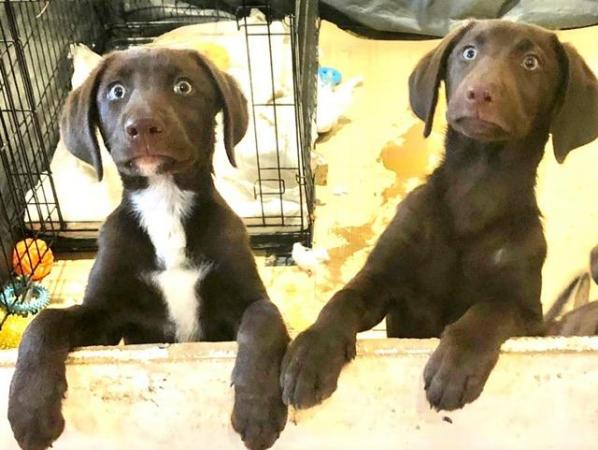 Image 7 of Labrador x Collie Boradore chocolate puppies