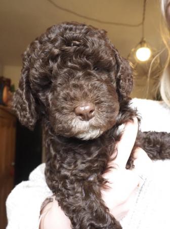 Image 7 of Chocolate cockapoo puppies PRA clear