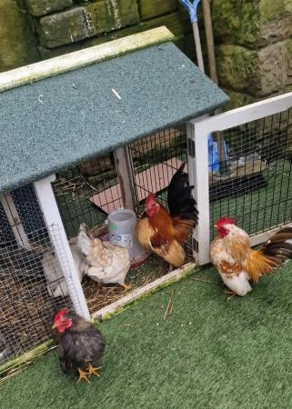 Image 11 of Serama chicken & Coop for sale