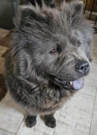 Image 3 of Blue Chow chow bitch needing a new home