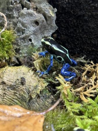 Image 1 of Dart Frogs - Several different species in store