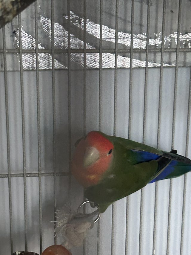 Love birds with bird case — Pets & Animals in Basildon