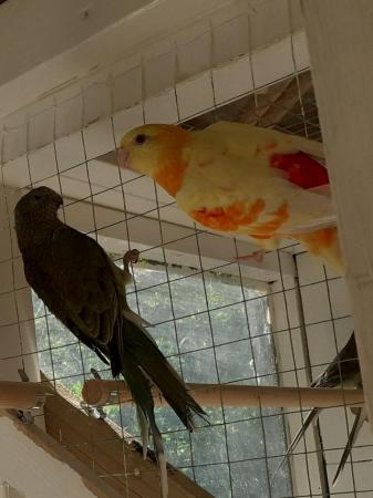 Image 5 of Red rump parakeets for sale