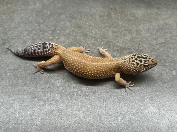 Image 3 of Various Reptiles available London