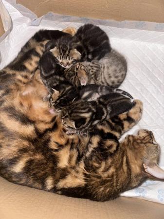 Image 5 of Bengal cross kittens ready to leave in 5 week