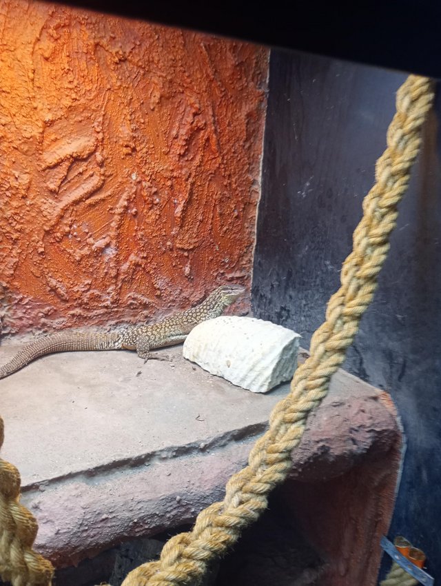 Preview of the first image of Sub adult female ackie monitor with display enclosure.