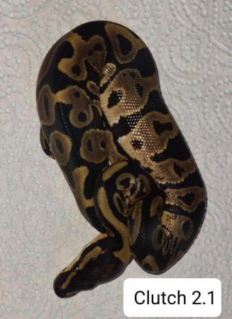 Image 4 of Royal /ball pythons available and male and female boas