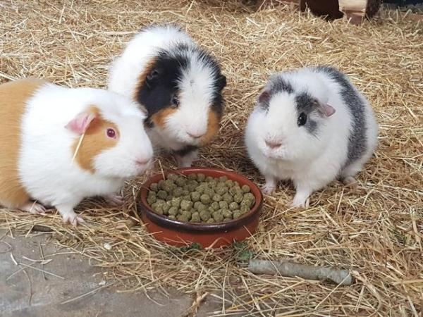 Image 1 of Guinea pigs for adoption