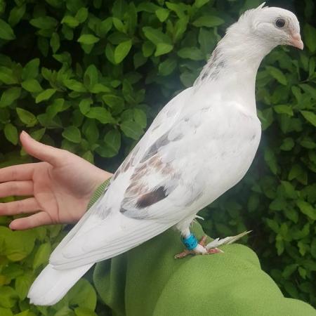 Image 1 of Hand reared pet pigeon for sale!