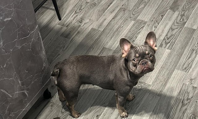 Image 4 of French bulldog female 10 months old