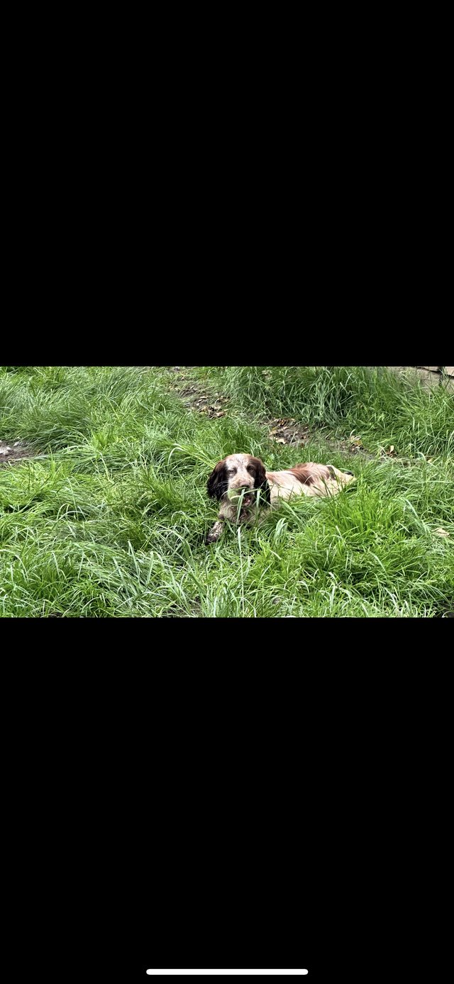 Preview of the first image of Cocker spaniel kc 11 month old.