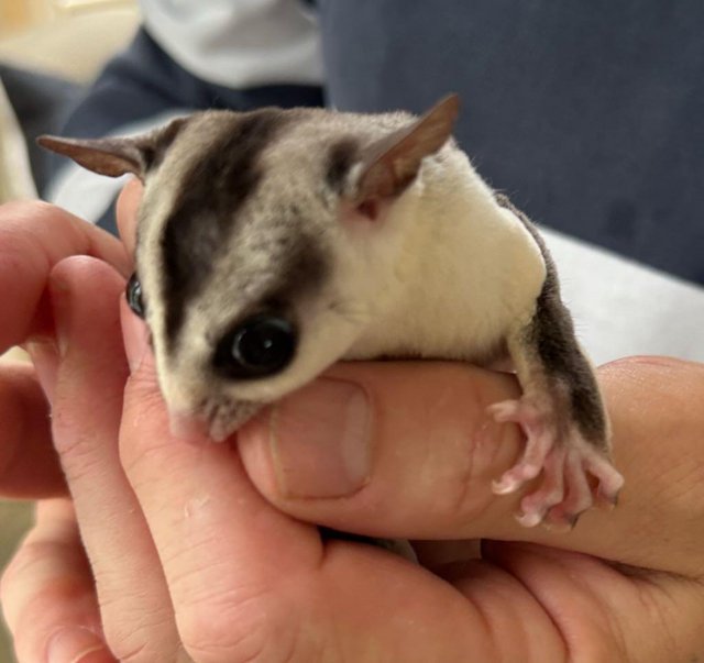 Preview of the first image of BEAUTIFUL WHITE FACE SUGAR GLIDER JOEY – MALE.