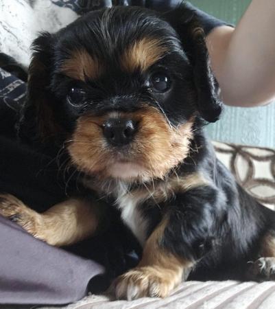 Image 5 of Cavalier King Charles Puppies for sale