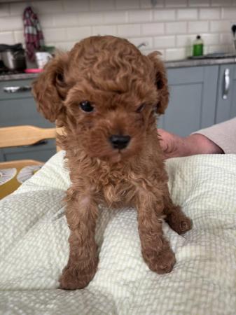 Image 11 of Unique teacup Asian and toy poodle puppy