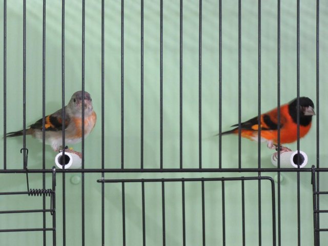 Preview of the first image of RED SISKINS FOR SALE LATE BRED 2022 BRED PAIR.