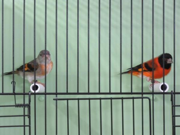 Image 1 of RED SISKINS FOR SALE LATE BRED 2022 BRED PAIR