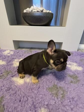 Image 27 of Last one left ready today  KC REG French bulldog puppies