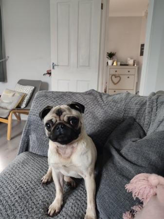 Image 5 of Nearly 3 year old girl pug