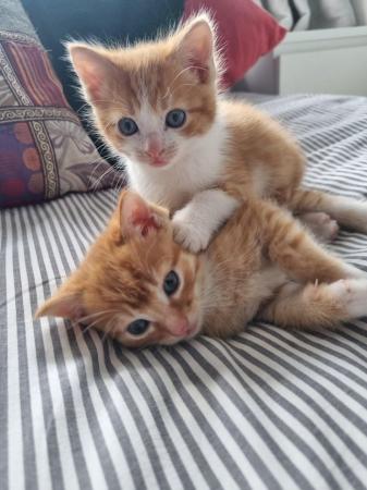 Image 5 of 2 lovely ginger boys available!