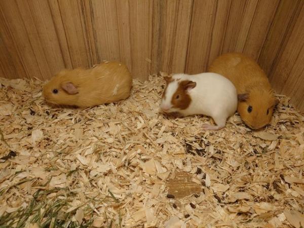 Image 8 of Guinea Pigs - Range of Colours, Sexes and Sizes!