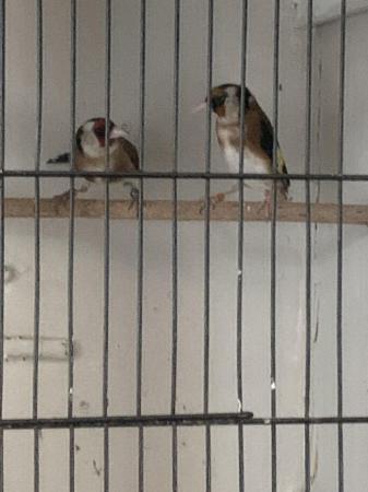 Image 4 of Two lovely finches . We have here