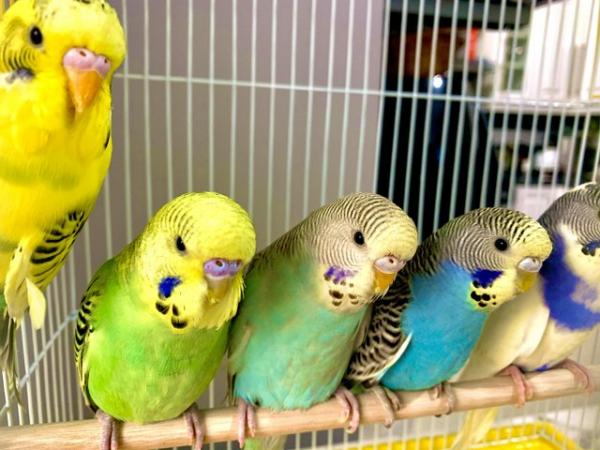 Image 3 of Fancy Mutation Baby Budgies - ready to leave