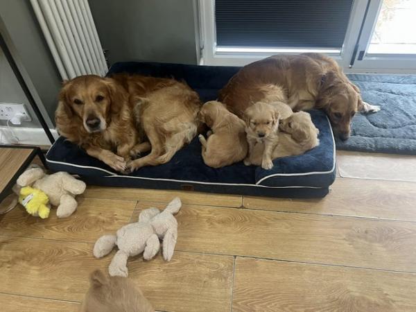 Image 4 of KC Registered Golden Retriever puppies READY NOW