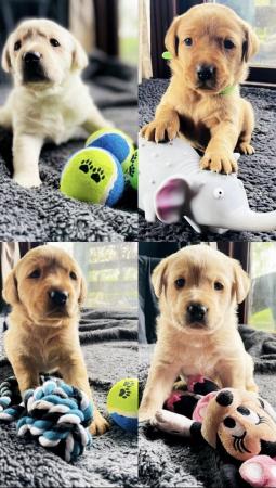 Image 1 of Labrador Puppies, KC Registered, Helsby , Cheshire