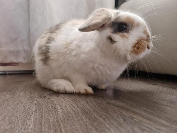 Image 2 of Gorgeous French X Mini Lop boy for sale.