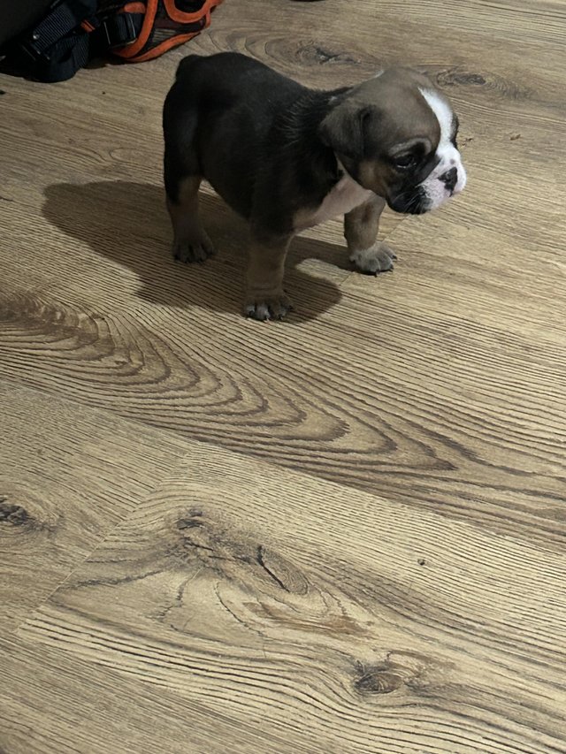Preview of the first image of British bulldog pup female blue/fawn.
