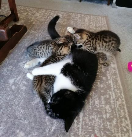 Image 4 of Gorgeous tabby dsh kittens