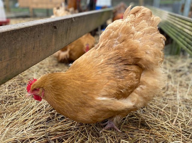 Preview of the first image of Buff Orpington Hatching Eggs from Quality Hens.