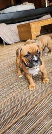 Image 10 of Beautiful boxer mix french bulldog dog (Froxer) puppies.