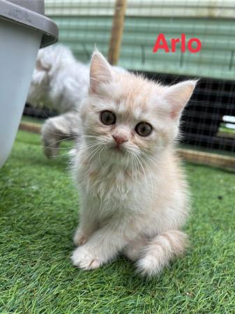 Image 9 of ALL SOLD Beautiful Exotic Persian kittens