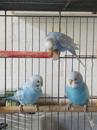 Image 5 of 5 budgies for sale 3 boys and 2 girls looking for a good hom