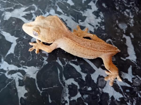 Image 4 of Yellow (Spot- free) Female Crested Gecko