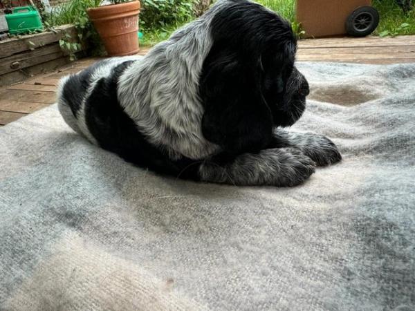 Image 2 of beautiful cocker spaniel puppies for sale
