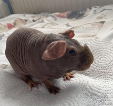 Image 5 of 6 month old male skinny pig