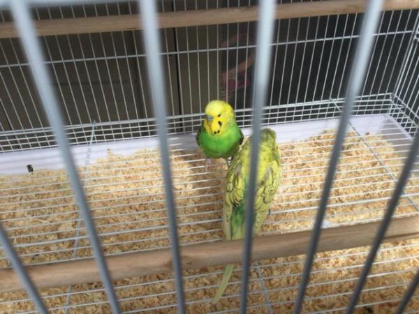 Image 1 of Pair of Budgies for sale.