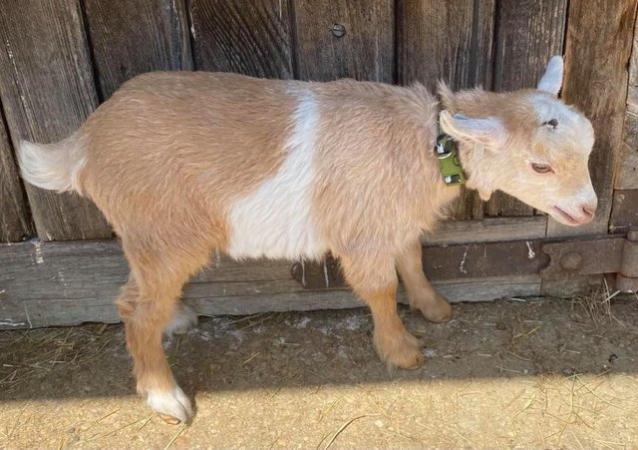 Image 3 of Two Pure Bred Pygmy Goats Billys Price reduced