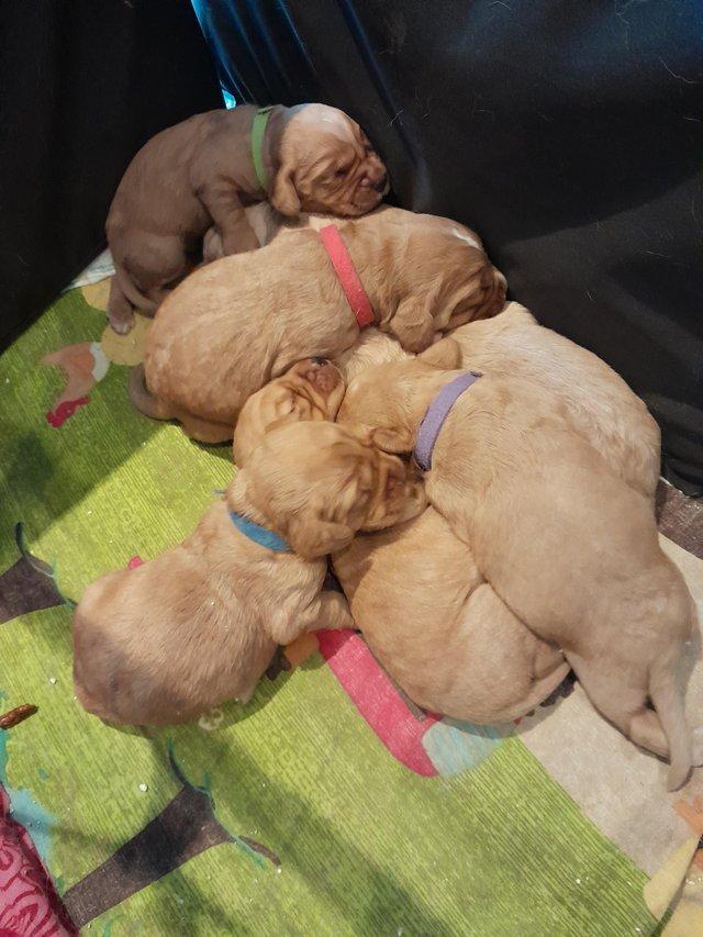 Preview of the first image of Gorgeous Cockerdor Puppies.